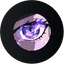 ACTUSD icon